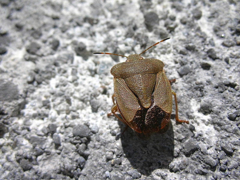 Palomena prasina o viridissima?